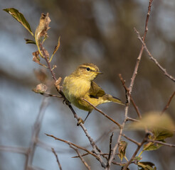 Birds photographed from my garden in winter!