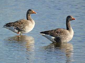 Naklejka na ściany i meble Two greylag geese standing in shallow water. Seen in Hardenberg, the Netherlands