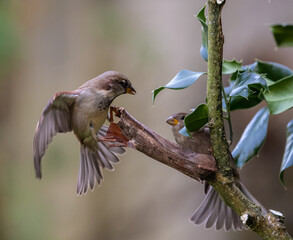 Birds photographed from my garden in winter!