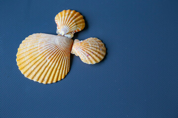 sea shell on blue background