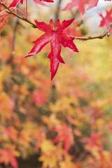 Wallpaper with autumn colors. Red leaf with forest unfocused.