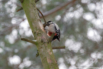 spotted woodpecker