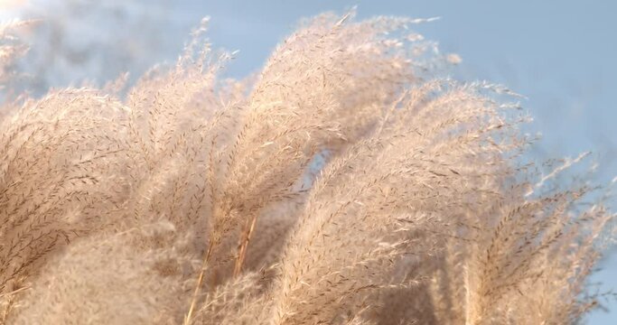 Wild reeds field in sunny morning background. Tender reed grass on blue sky in autumn landscape. Yellow-beige reeds on bright sunlight in windy outdoor. Natural, magic, touching wind swaying nature