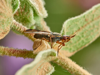 Phoenix Fly. Picture-winged Flies. Family Ulidiidae. Dorycera graminum