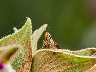 Phoenix Fly. Picture-winged Flies. Family Ulidiidae. Dorycera graminum