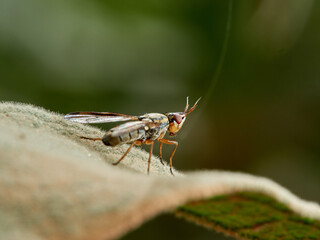 Phoenix Fly. Picture-winged Flies. Family Ulidiidae. Dorycera graminum