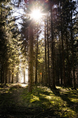 Obraz premium Wald Lichtung