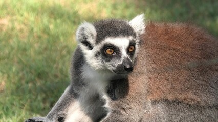 close up of an African ring-tailed lemur of Madagascar. Lemur catta species endemic to the island...