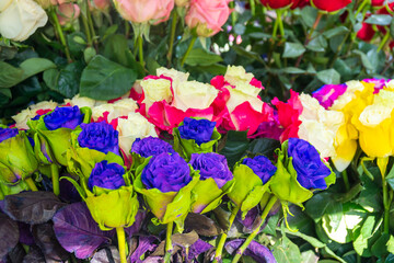 Flowers and Herbs in the streets, colorful roses