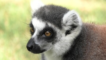 Face of a strepsirrhine primate ring-tailed lemur of Madagascar. Lemur catta species endemic to the island of Madagascar of Africa.