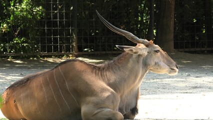 Common eland - Taurotragus oryx. A species of antelope of the bushland of South Africa. Close-up...