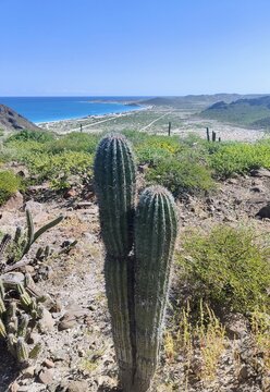 Cactus y mar azul en Playa Tecolote. B.C.S