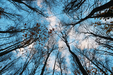 Cloudy blue sky against forest trees