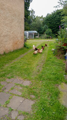 Bauernhof mit H&uuml;hnern