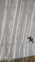 Gecko on the wall
