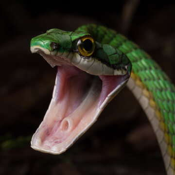 Leptophis ahaetulla 
