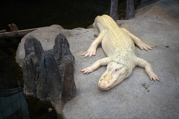 A blind albino alligator