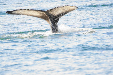 Obraz premium Humpback Whale (Megaptera novaeangliae) in Eyjafjordur near Akureyri, Northern Iceland