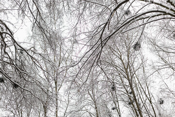 Tree branches covered in snow, frosty winter park.Beautiful snowy branches in woods. Winter backdrop