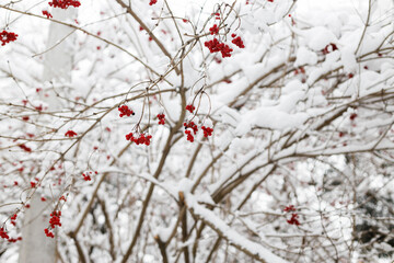 Red berries covered in snow close up in frosty winter park. Beautiful snowy viburnum. Winter garden