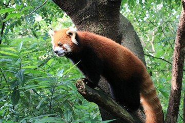 Close-up shot of a red panda on a tree