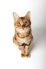 Obraz premium Cute bengal cat on a white background. Happy cat isolated.