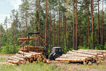 Harvester working in a forest. Harvest of timber. Firewood as a renewable energy source. forestry