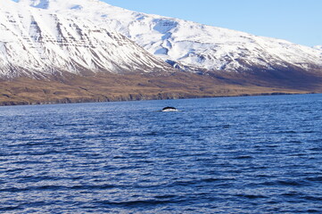 Humpback Whale (Megaptera novaeangliae) in Eyjafjordur near Akureyri, Northern Iceland