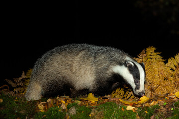 Badger, Scientific name: Meles Meles.  Close up of a wild badger foraging in golden Autumn leaves and facing right in natural woodland habitat. .  Night time image.  Copy space.