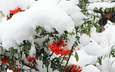 Plants in the garden in winter scenery