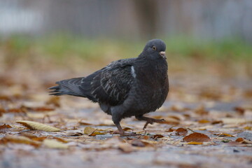 pigeon on the ground