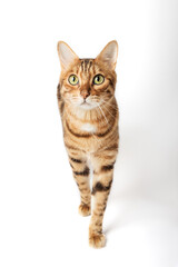 Portrait of a green-eyed Bengal cat on a white background.