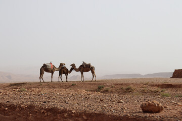 Dromedary family in the Sahara desert