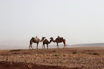 Dromedary family in the Sahara desert