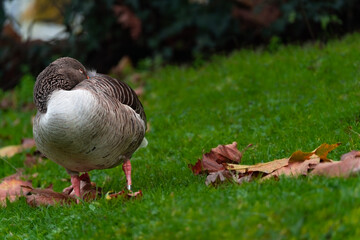 Schlafende Gans auf Wiese