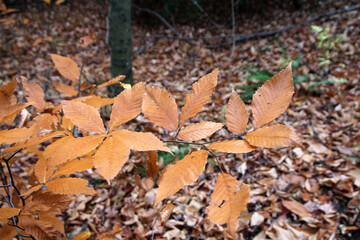Yellow fall leaves as a natural background