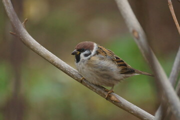 sparrow on a branch