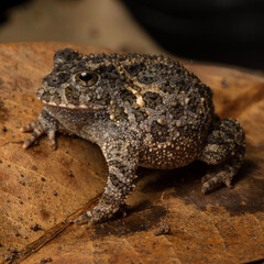 Proceratophrys salvatori