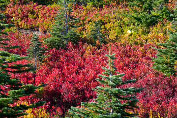 Lush vegetation showing Fall colors, Mount Rainier National Park, Washington State, USA