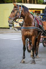 Beautiful portrait of a graceful horse harnessed to a carriage