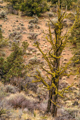 Trees