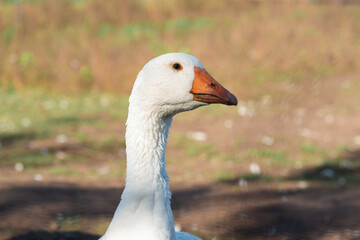 portrait of a goose in field