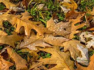 a brown-red fallen oak leaf with raindrops lies on the green grass on an autumn sunny day