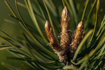 Naklejka na ściany i meble Green small pine trees with fresh shoots in spring or summer