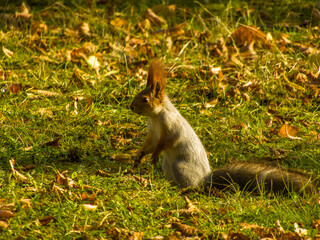 red squirrel in winter outfit sits on the park lawn on green grass with fallen red leaves