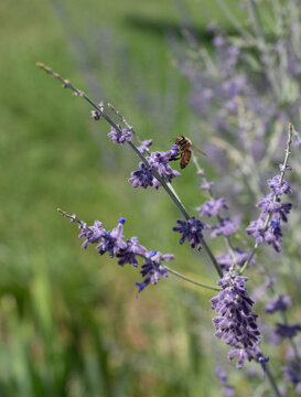 Honey Bee Gathering Pollen from a Lavender Blossom