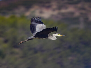 Grey Heron flying on green background