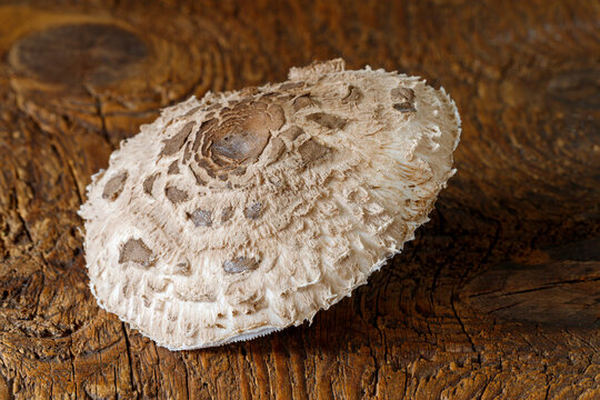 parasol mushroom on wood