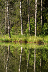 Obraz premium Lake in the forest