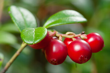 Nature of Europe - large ripe red lingonberries (cowberry) on a branch in the forest
